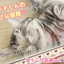 【 ほっこり北通vol.137 】癒される！マンチカンくんの幸せな寝顔