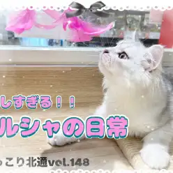 【 ほっこり北通vol.148 】お膝の上でもへそ天！デレ強めなペルシャちゃん