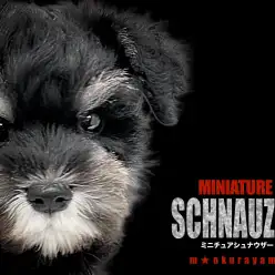 【 ミニチュアシュナウザー 】運動を楽しみたい方必見!ナチュラルテールシュナ!
