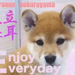 【 柴犬 】速報：本日柴子のお耳が立ちました。柴子の立ち耳宣言です！