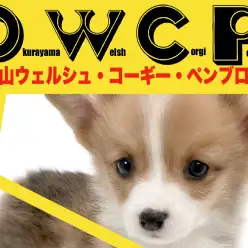 【 コーギー 】きれいなブレーズ模様と白い靴下のおしゃれロイヤルドッグ！