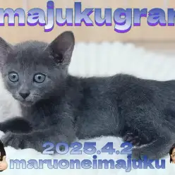 【 イマジュクグラム 】濃厚ブルーが美しい甘え上手なロシアンブルーの男の子！