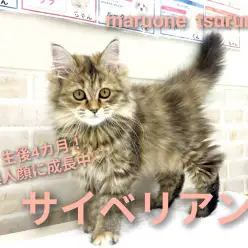 【 サイベリアン 】生後4ヵ月!美人ちゃんに成長中!