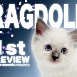 【 ラグドール 】クール＆ビューティー！美しいブルーポイントミテッド！