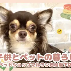 【子どもとペットの暮らし】わんちゃん猫ちゃんが子どもに教えてくれること