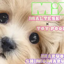 【 MIX 】ブラシが気持ちよくて寝てしまう、おっとりした性格のマルプーの女の子