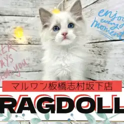 【 ラグドール 】吸い込まれるような青い瞳！志村坂下店のラグちゃんの魅力をお届け