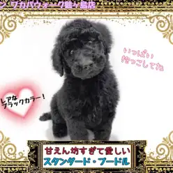 【 スタンダード・プードル 】美しい黒毛！甘えん坊のビックベイビー！