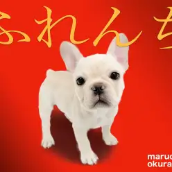 【 フレンチブルドッグ 】明るくコミカルで笑いが絶えない！クリームの男の子登場！