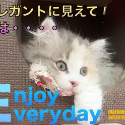 【 スコティッシュフォールド 】エレガントキャットの意外な一面をご紹介！！