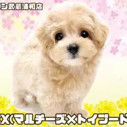 【 マルプー 】マルチーズとトイプードルの大人気MIXが埼玉浦和に登場！