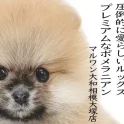 【 ポメラニアン 】抜群のルックスと小さめサイズ!濃厚オレンジ色のプレミアムポメ