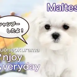 【 マルチーズ 】初めてのシャンプーにドキドキ！ホワイトコートを美しく保つよ！