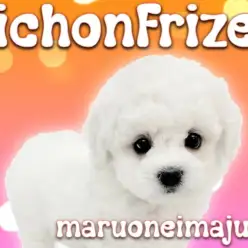 【 ビションフリーゼ 】ボリューム満点の被毛を持つ超温厚な環境馴れ抜群の女の子！