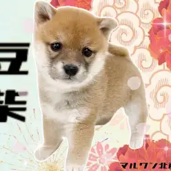 【 豆柴 】注目度No.1！可愛さ＆飼いやすさ抜群の希少な赤豆柴が登場！