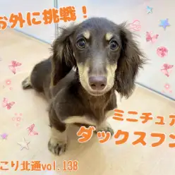 【 ほっこり北通vol.138 】初めてのお外に挑戦するミニチュダックスフントちゃん