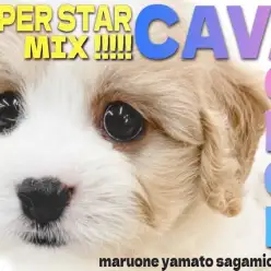 【 MIX 】SNS人気はインフルエンサー並み！ブレンハイムキャバションの女の子