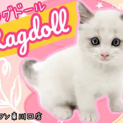 【 ラグドール 】純白被毛に青い瞳！スペシャルなルックスの美男子が登場！