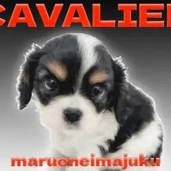 【 キャバリア 】ロザンジュ入りの牛柄ベイビーと癒しの暮らし始めませんか?