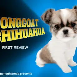 【 チワワ 】短めのマズルとドワーフボディ！子供っぽさと大人の色気に釘付け！