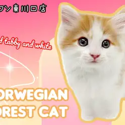 【 ノルウェージャンフォレストキャット 】初日から元気いっぱいな超美猫が登場!