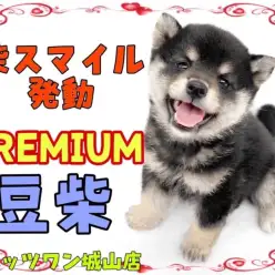 【 豆柴 】マルワンプレミアム認定！誰もが認める超絶可愛い豆柴ちゃん