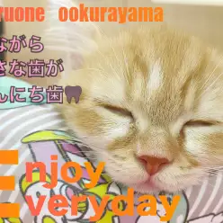 【 ミヌエット 】リラックスモードで見れる小さな歯が、こんにち歯！