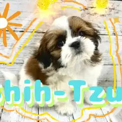 【 シーズー 】フワフワで今にもほっぺが落ちちゃいそうな愛され丸顔の男の子