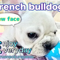 【 フレンチブルドッグ 】はじめまして！ぺちゃ顔王子はボールさばきが上手かった！