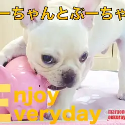 【 フレンチブルドッグ 】遊び好きなフレブルちゃんにぴったりなおもちゃ！！