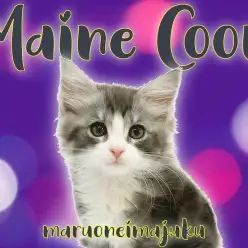 【 メインクーン 】ディープブルーのタキシードを纏った甘え上手な超温厚男子！