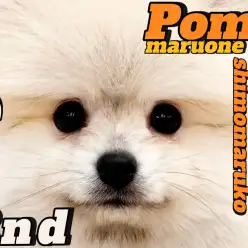 【 ポメラニアン 】可愛さと毛量がレベルアップ!元気と癒しを届ける 2ndブログ