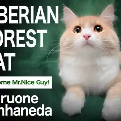 【 サイベリアン 】ふわもこ王国のイケメンプリンス！ただいま本羽田店にご滞在中！