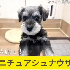 【 ほっこり北通Vol.141 】ソルト&ペッパーのミニチュアシュナウザー登場!