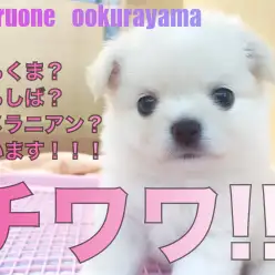 【 チワワ 】しろくま？白柴？ポメラニアン？？可愛いモフモフがやってきた！