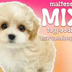 【 MIXマルプー 】食欲旺盛!環境馴れ抜群のフレンドリーな女の子は初心者必見!