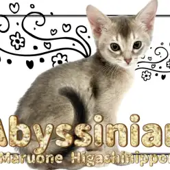 【 アビシニアン 】異国のお姫様のようなエキゾチック美猫!透明感溢れるブルー