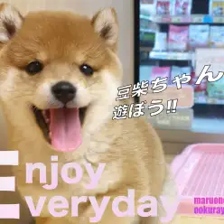 【 豆柴 】遊ばにゃソンソン！天真爛漫な豆柴ちゃんと遊ぼう！！