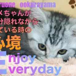 【 アメショ 】隠れて片目で見ているのは「完全に隠れている」と思っている！？