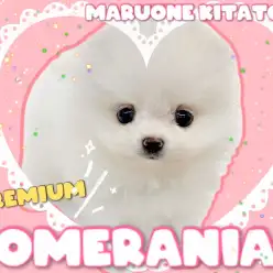 【 ポメラニアン 】マズル短めショートバック体型！国宝級の激かわプレミアムドック