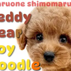 【 トイプードル 】濃厚レッドカラーが眩しい!テディベア系のルックスを持つ男の子