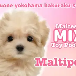 【 MIX 】マルチーズとトイプードルの最強MIX！大人気マルプー登場！