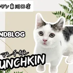 【 マンチカン 】生後4ヶ月!超甘えん坊な短足キャットの成長記録!