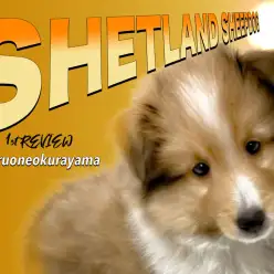 【 シェルティ 】パパはグランドチャンピオン！アジリティを楽しみたい方はぜひ！！