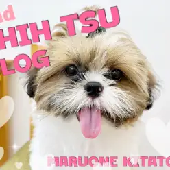 【 シーズー 】2nd成長ブログ！シーズースマイル全開でお散歩トレーニングに挑戦