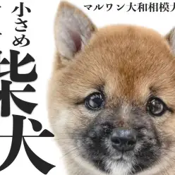 【 柴犬 】豆柴の様に小さめサイズの女の子！小柄で温和な生後2ヶ月の子グマ系赤柴