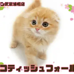 【 スコティッシュフォールド 】垂れ耳まんまるフェイスが可愛い女の子！