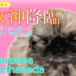 【 MIX 】シーズとペキニーズから誕生したおっとりマイペースな鼻ぺちゃ女神！