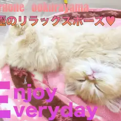 【 ラガマフィン 】究極の安心の証!!へそ天ポーズから液体化!