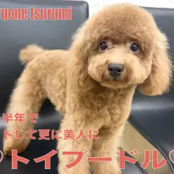 【 トイプードル 】カットして更に美人になったレッドカラーのプリンセス！！